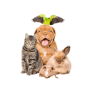 Pet Supplies